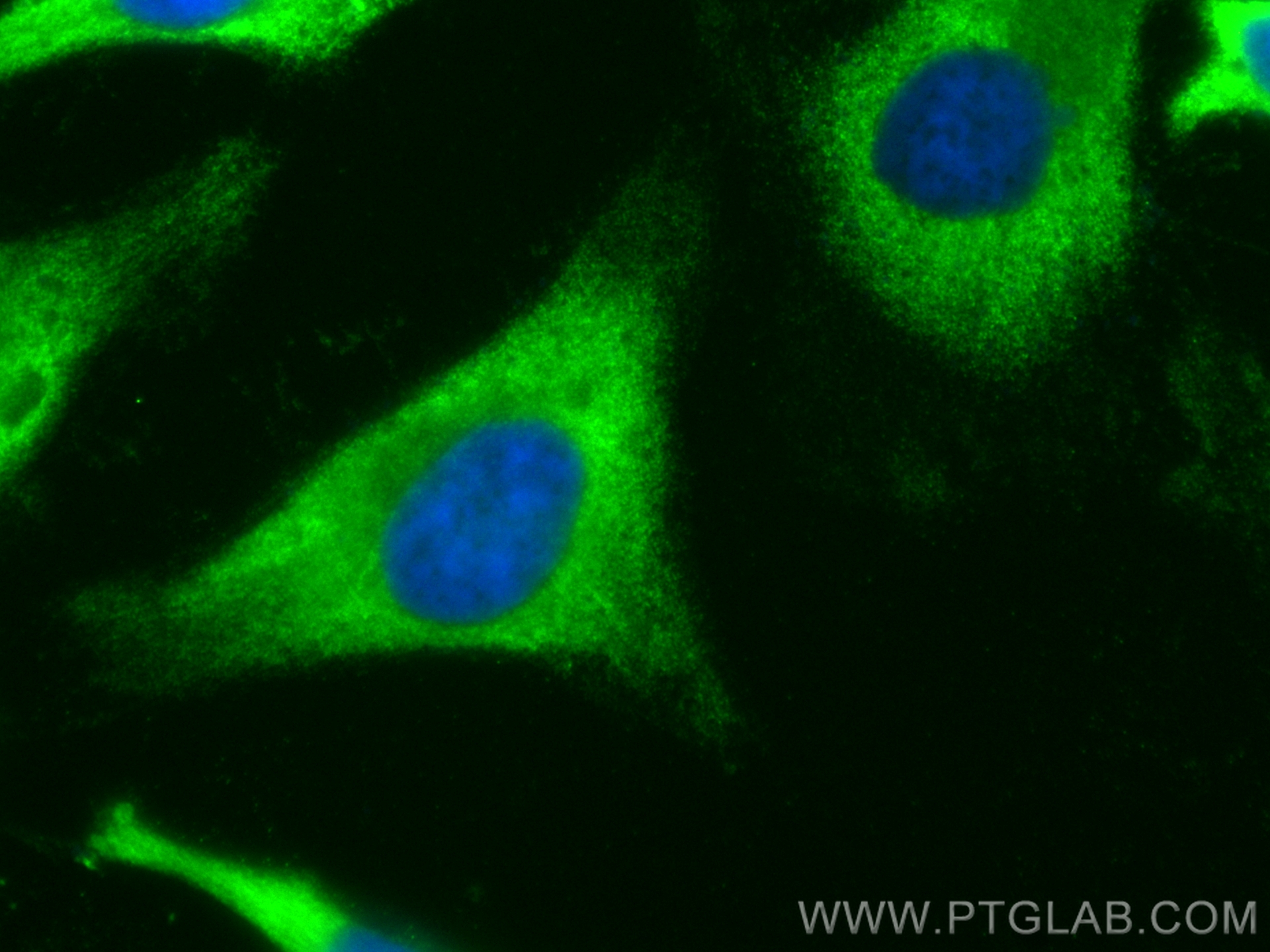 IF Staining of HeLa using CL488-11732