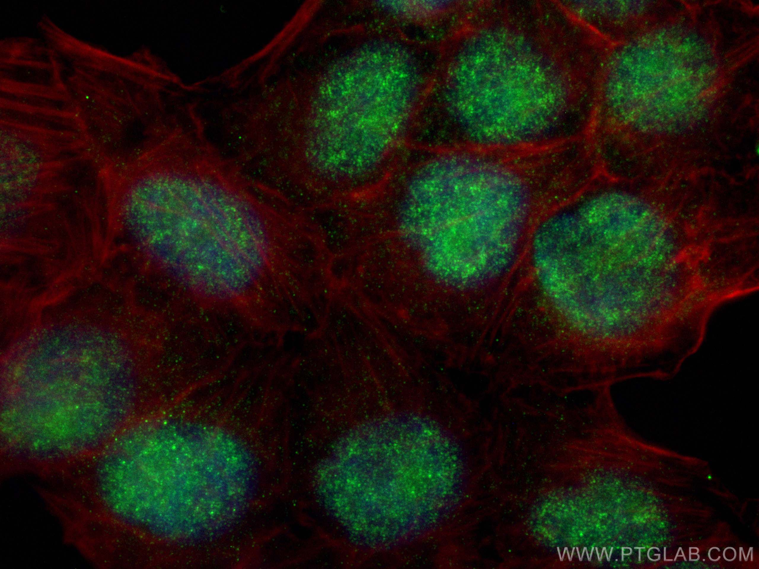 IF Staining of L02 using 25465-1-AP