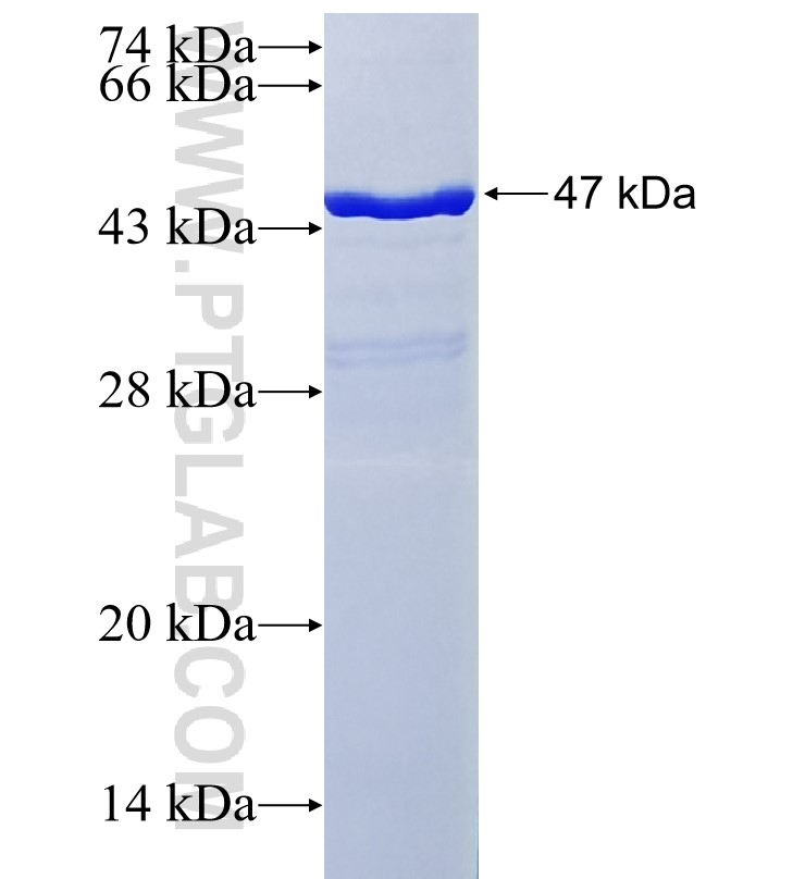 TRX2,TXN2 fusion protein Ag3640 SDS-PAGE