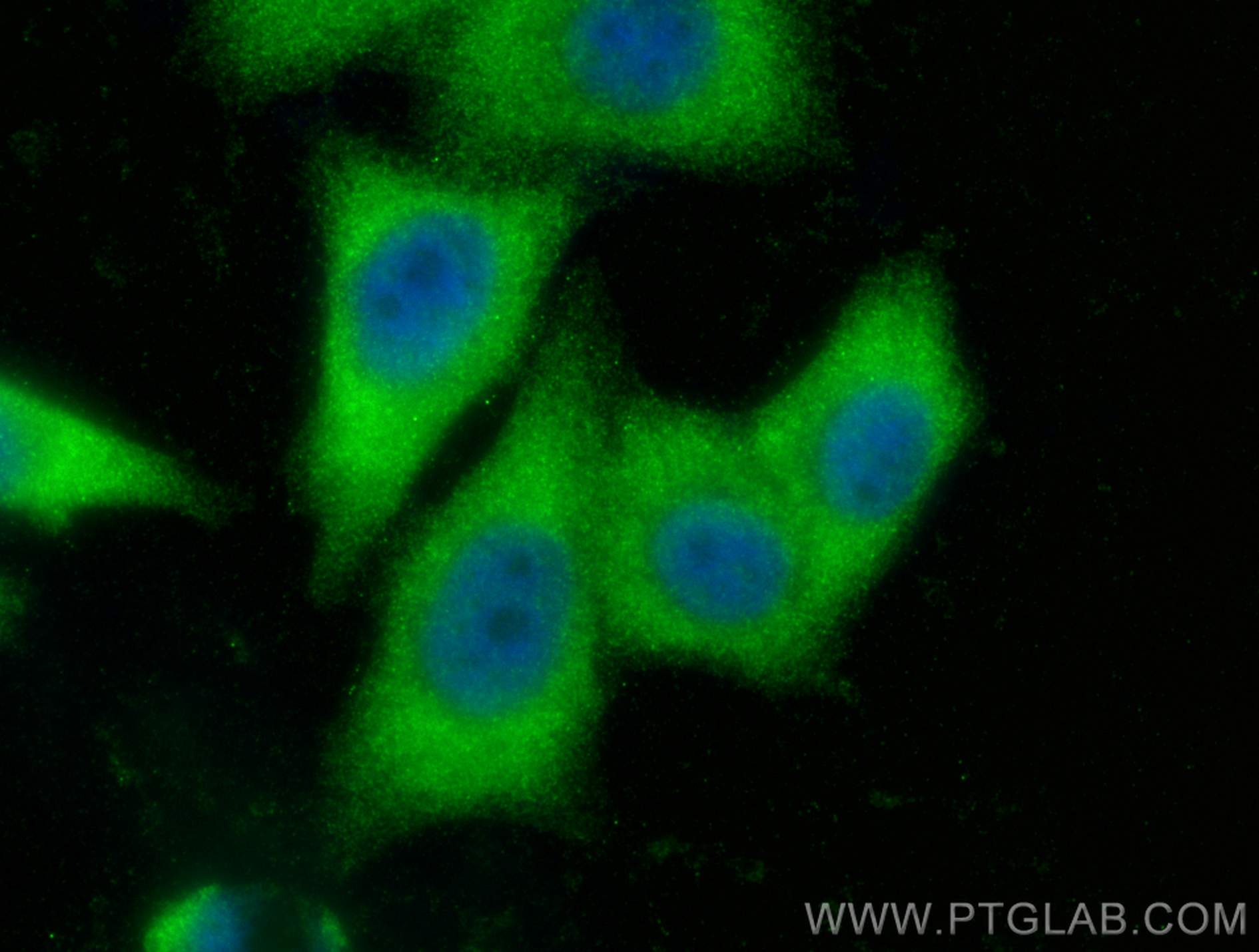 IF Staining of HepG2 using 20811-1-AP