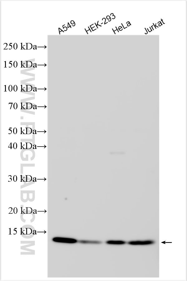 WB analysis using 20811-1-AP