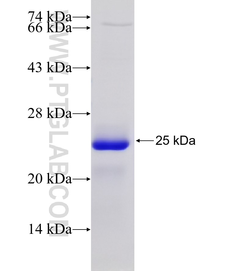 TXNIP fusion protein Ag26710 SDS-PAGE