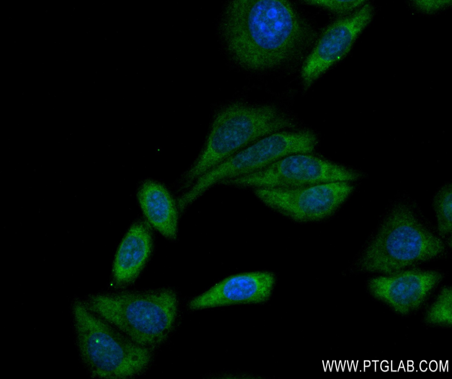 IF Staining of HepG2 using 83161-4-RR (same clone as 83161-4-PBS)