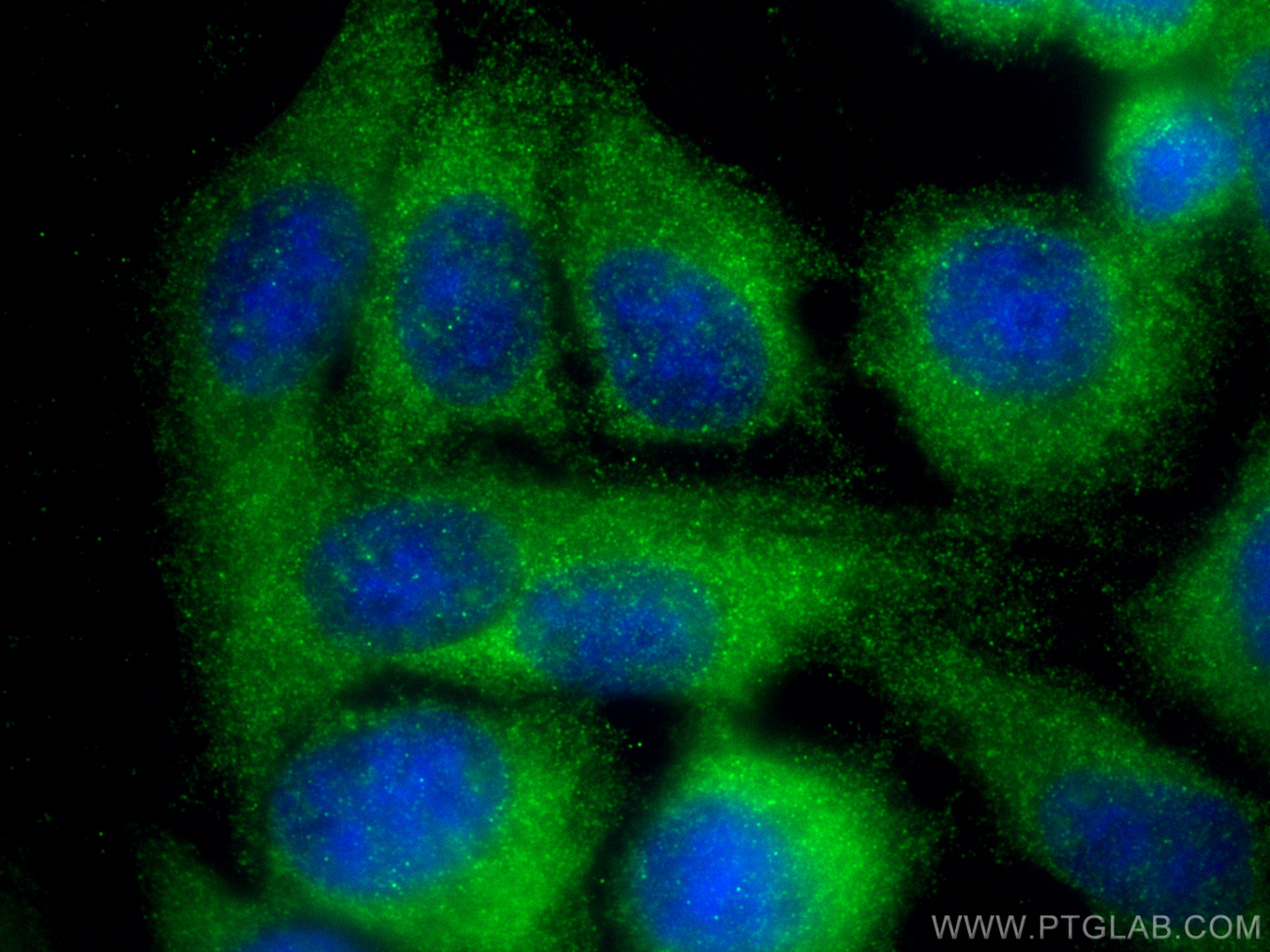 IF Staining of HepG2 using 83161-5-RR