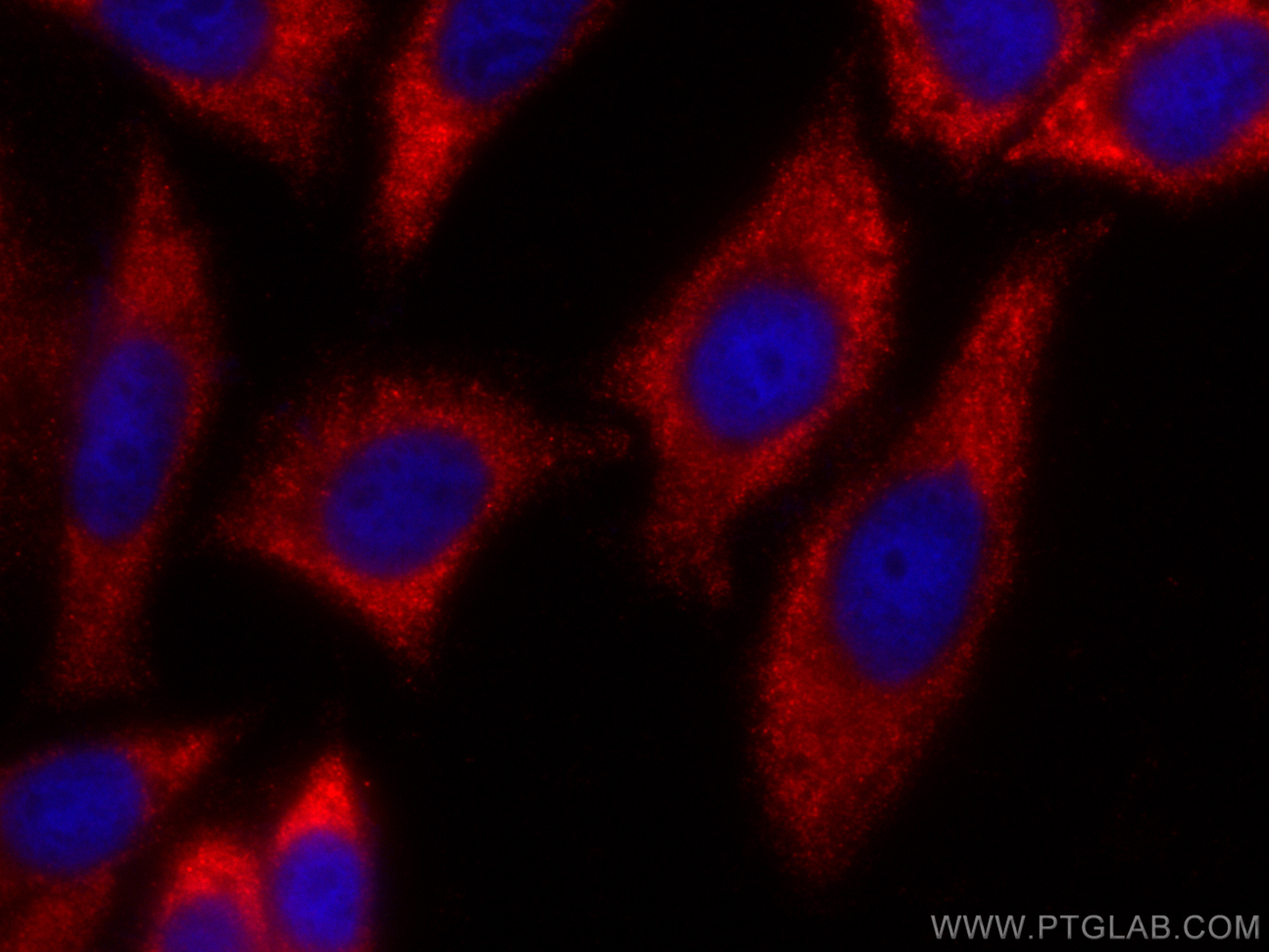 IF Staining of HepG2 using CL594-67411