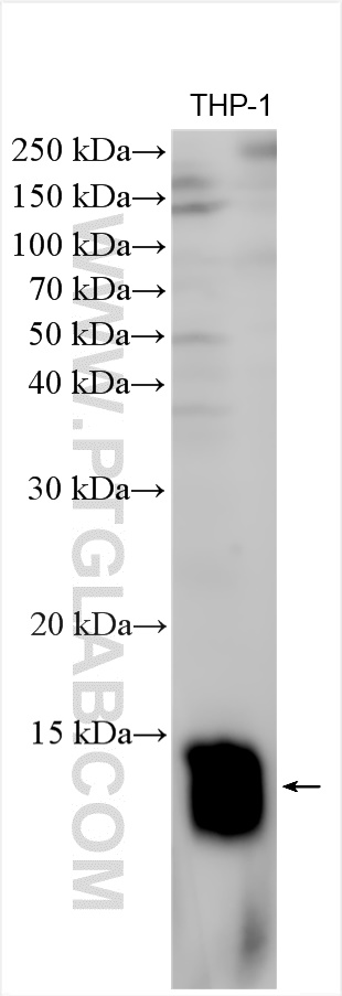 WB analysis using 28138-1-AP