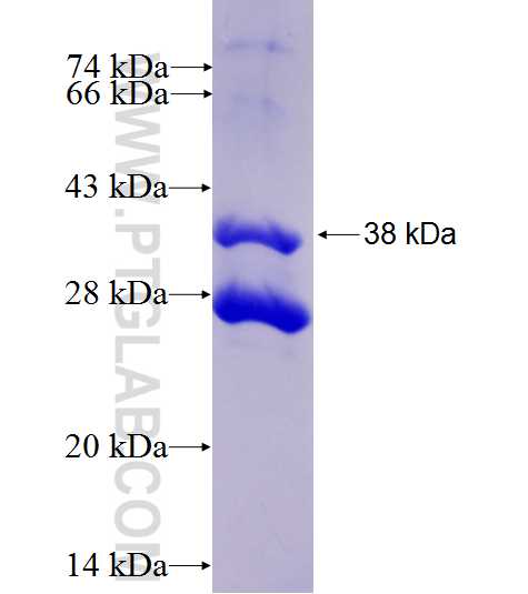 TYROBP fusion protein Ag27252 SDS-PAGE