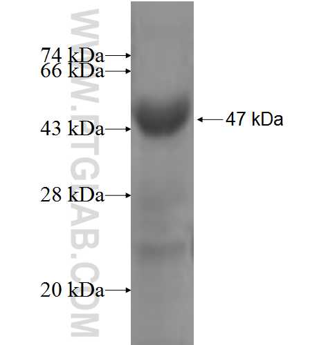 TYSND1 fusion protein Ag4702 SDS-PAGE