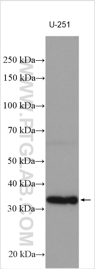 WB analysis using 29213-1-AP