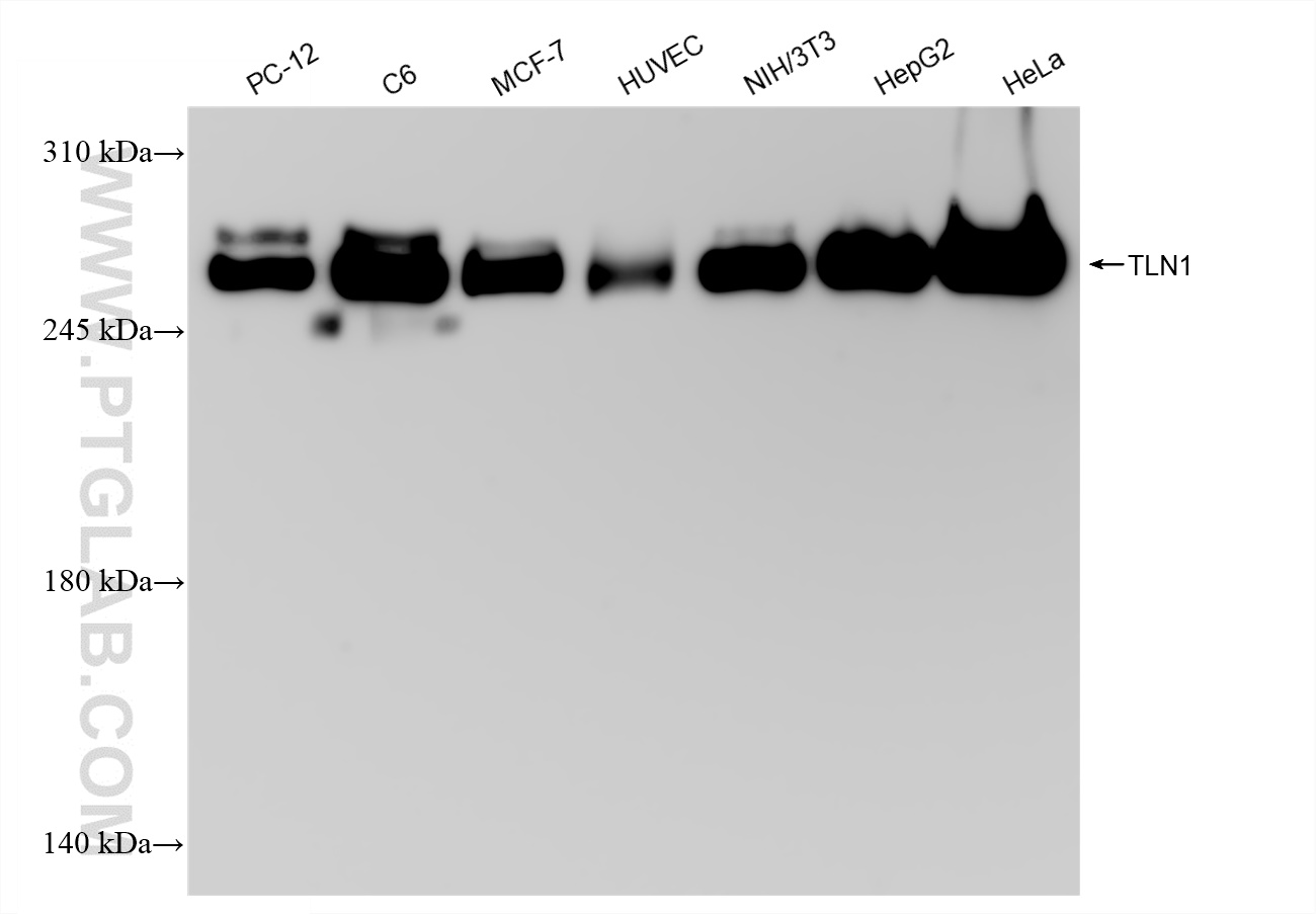 WB analysis using 82856-18-RR (same clone as 82856-18-PBS)