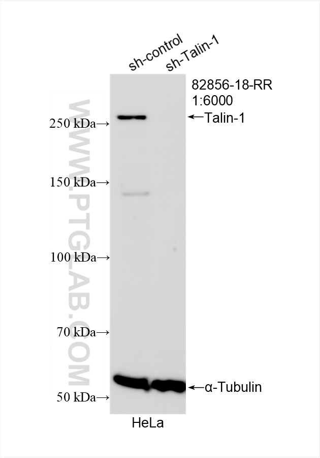 WB analysis of HeLa using 82856-18-RR (same clone as 82856-18-PBS)