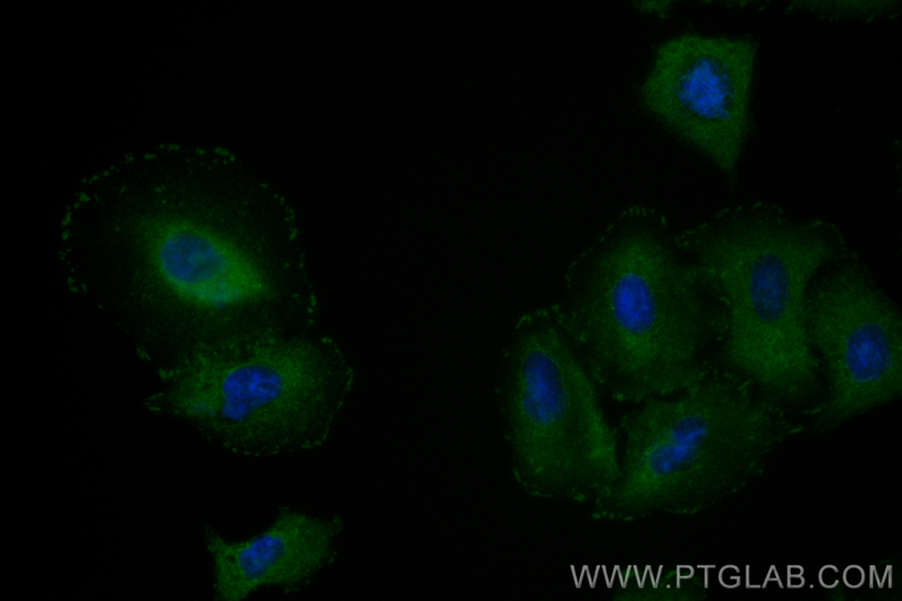 IF Staining of A549 using CL488-82856-18