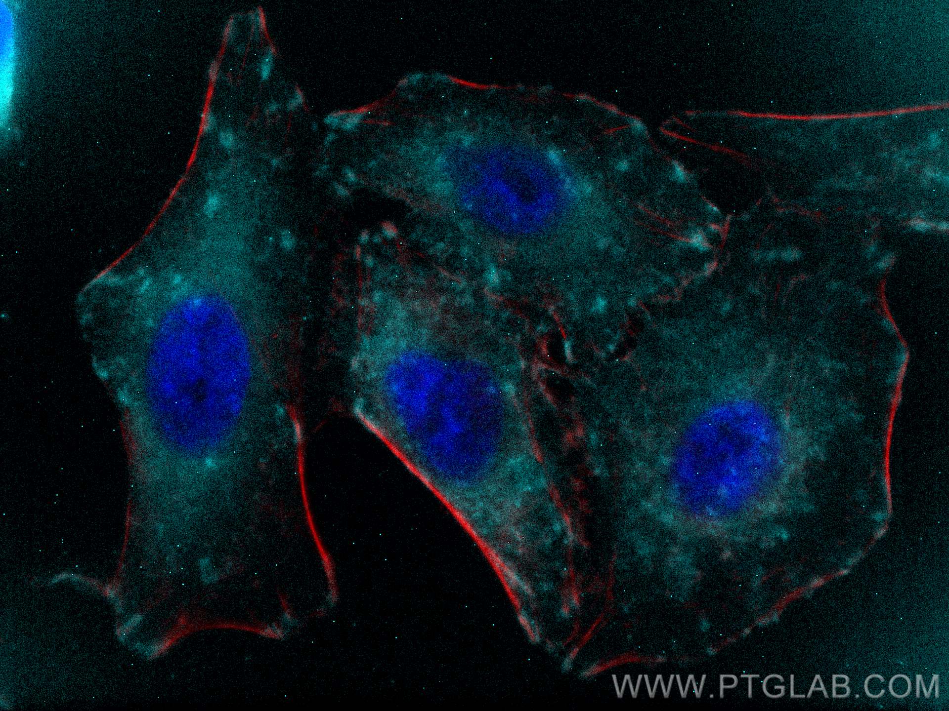 IF Staining of A549 using CL750-14168