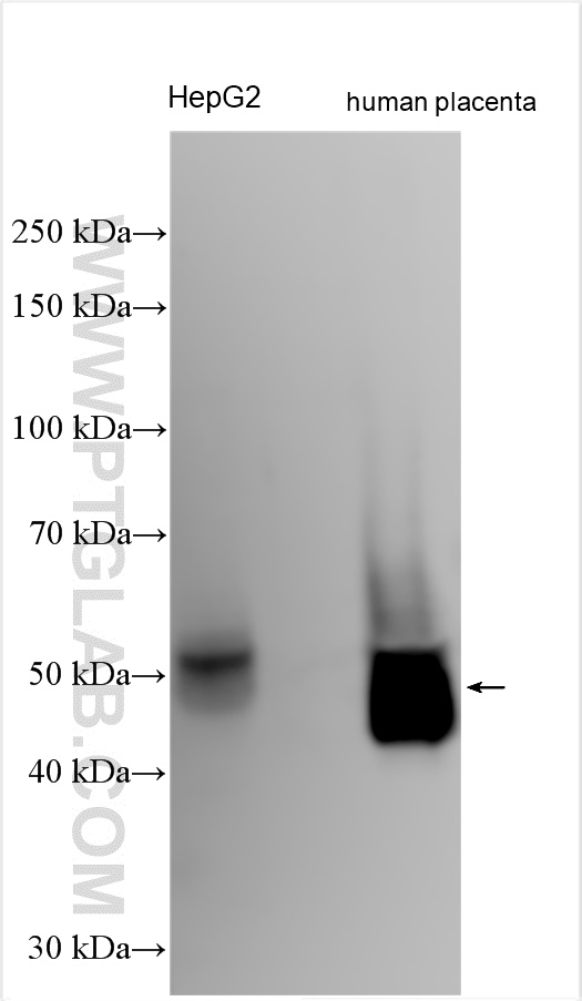 WB analysis using 31453-1-AP