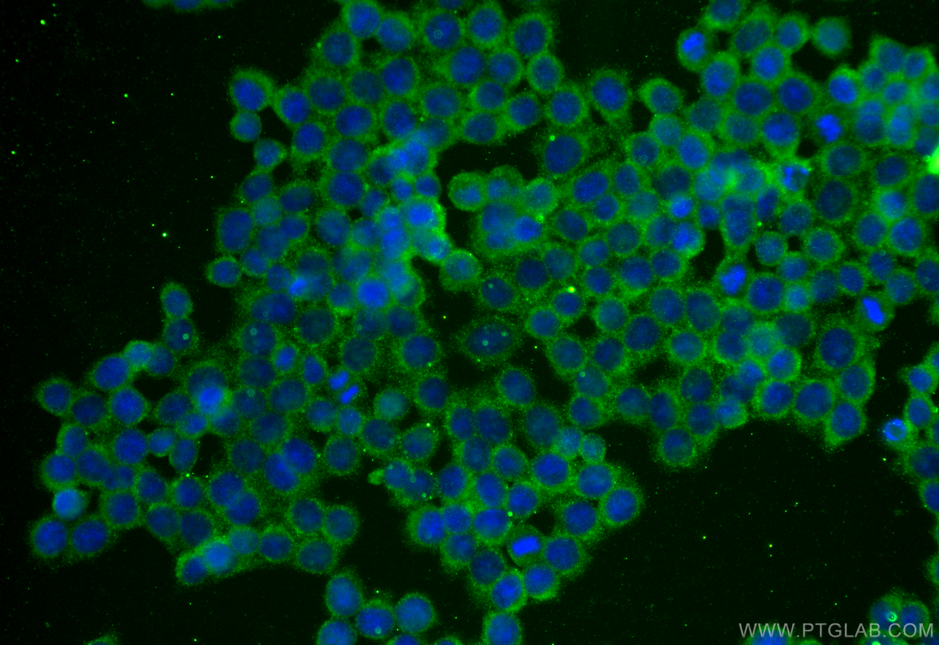 IF Staining of BxPC-3 using 28005-1-AP