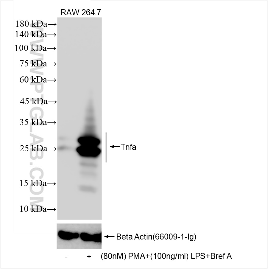 WB analysis of RAW 264.7 using 80258-6-RR