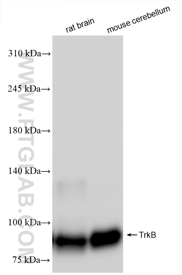 WB analysis using 80878-6-RR