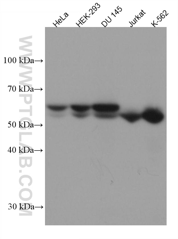 WB analysis using 67545-1-Ig