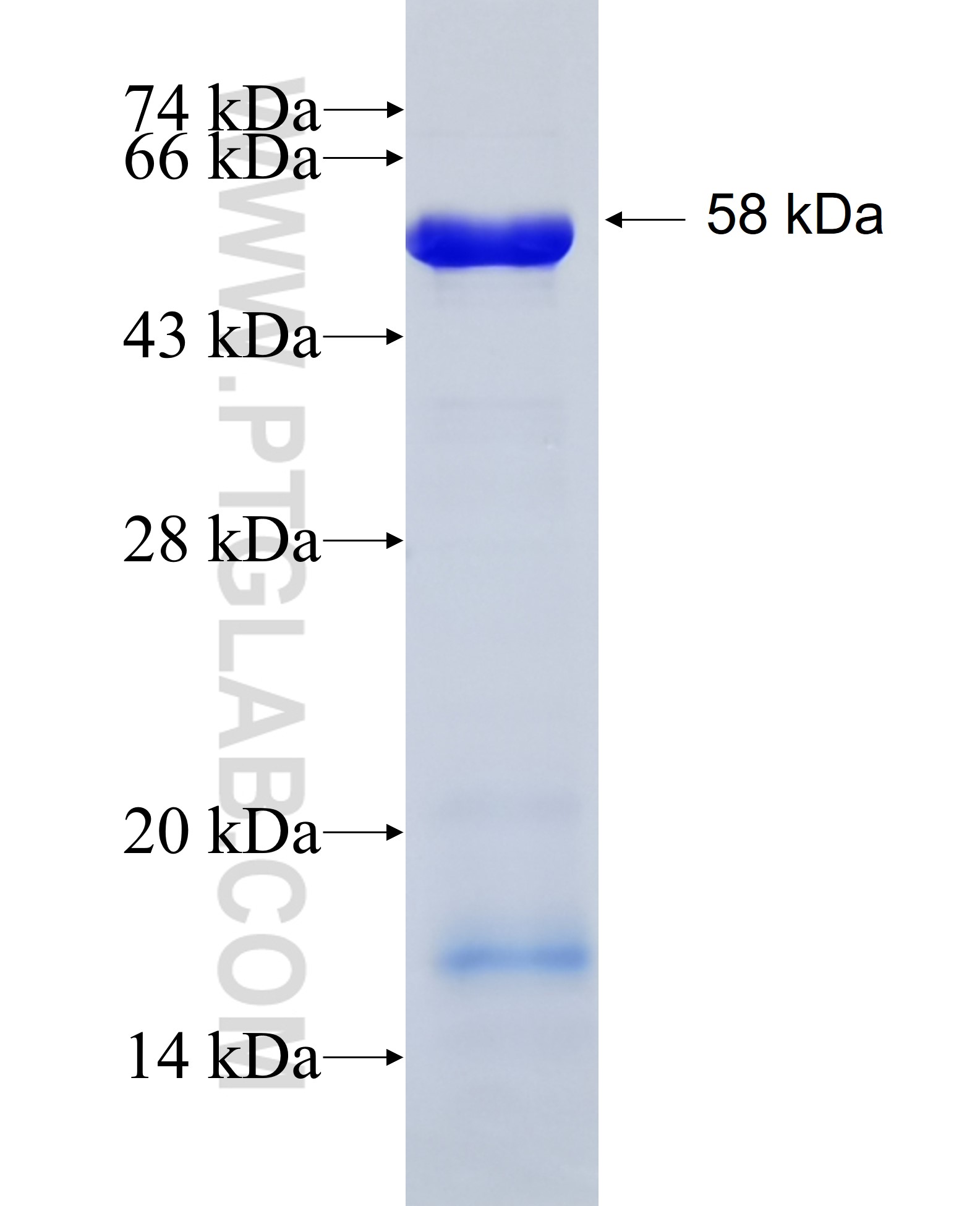 UBA2 fusion protein Ag7582 SDS-PAGE