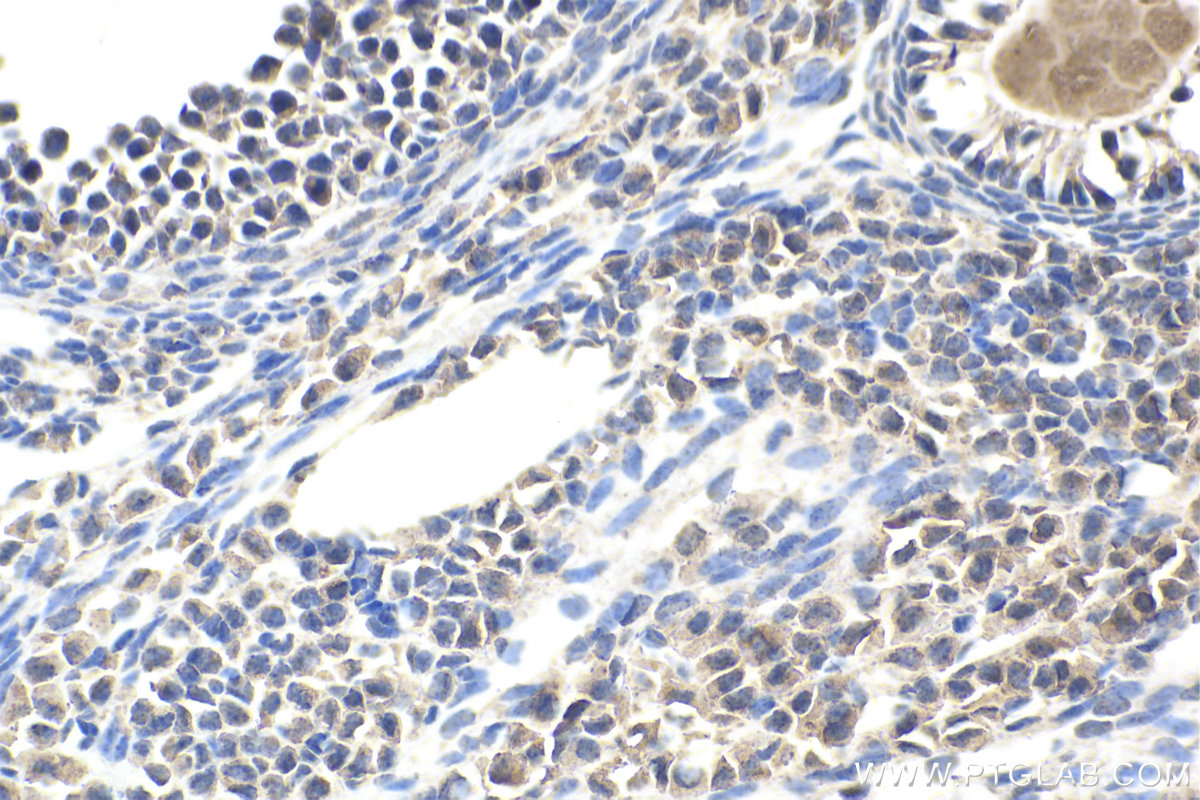 IHC staining of mouse ovary using 18039-1-AP