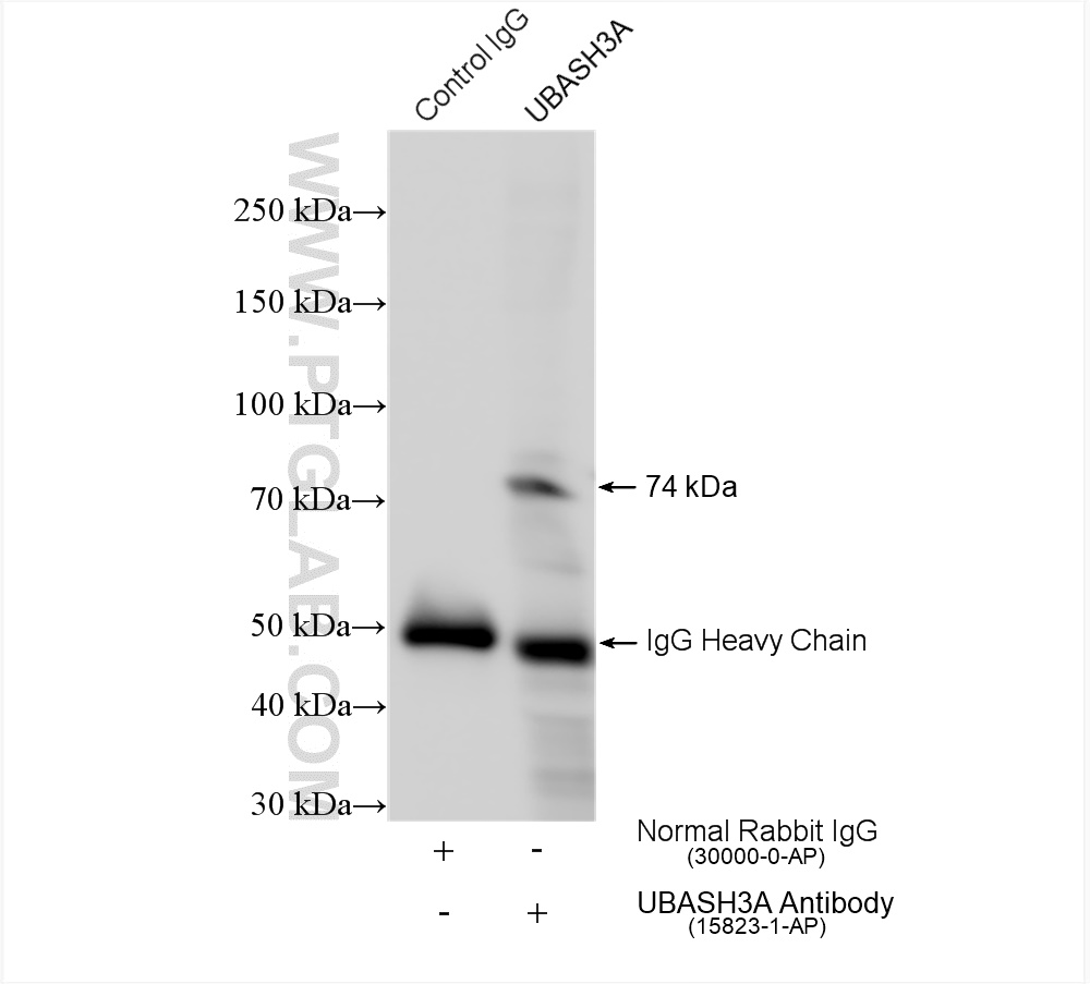 IP experiment of mouse spleen using 15823-1-AP