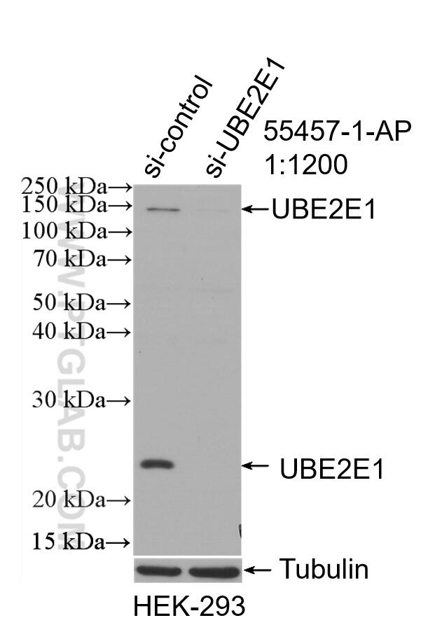 WB analysis of HEK-293 using 55457-1-AP