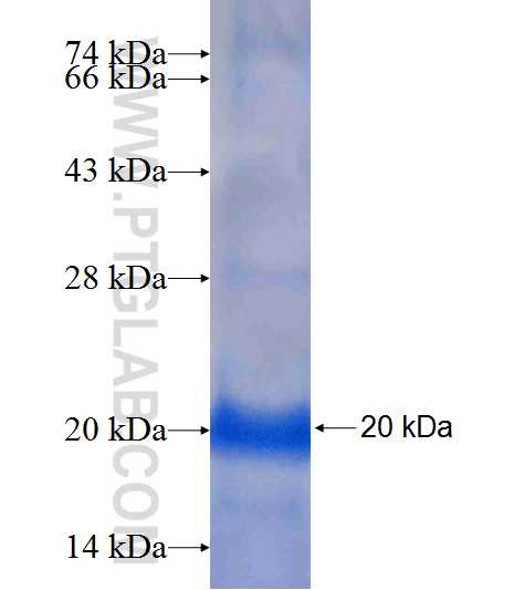 UBE2Q1 fusion protein Ag9053 SDS-PAGE