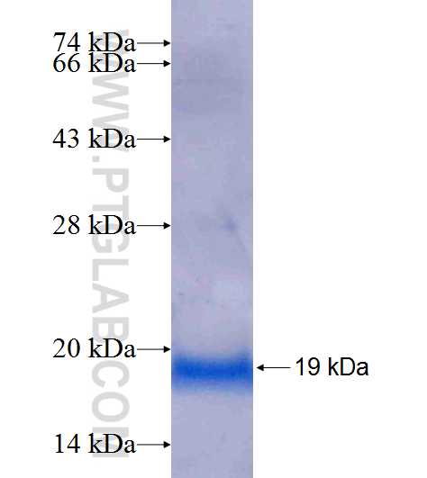 UBE2W fusion protein Ag8883 SDS-PAGE