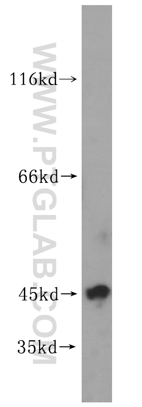 WB analysis of human testis using 16928-1-AP