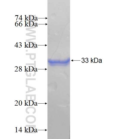 UBE2Z fusion protein Ag10469 SDS-PAGE