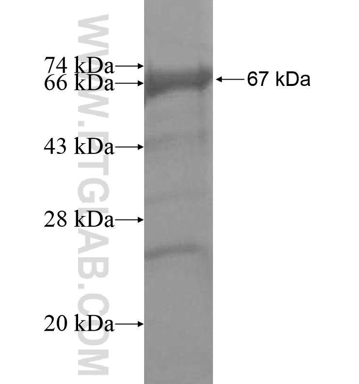 UBE4A fusion protein Ag16211 SDS-PAGE