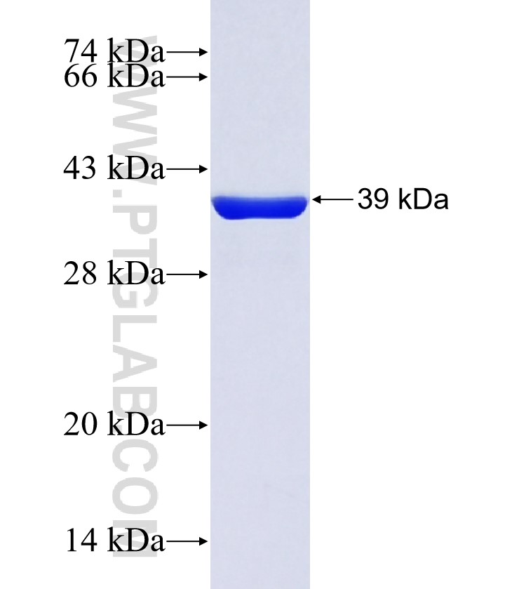 UBL3 fusion protein Ag5233 SDS-PAGE