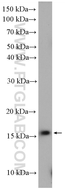 WB analysis of HeLa using 14253-1-AP