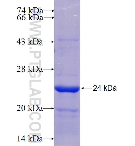 UBL4B fusion protein Ag6067 SDS-PAGE