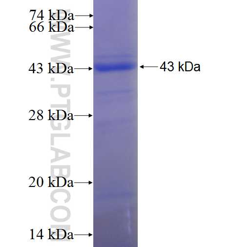 UBLCP1 fusion protein Ag24672 SDS-PAGE