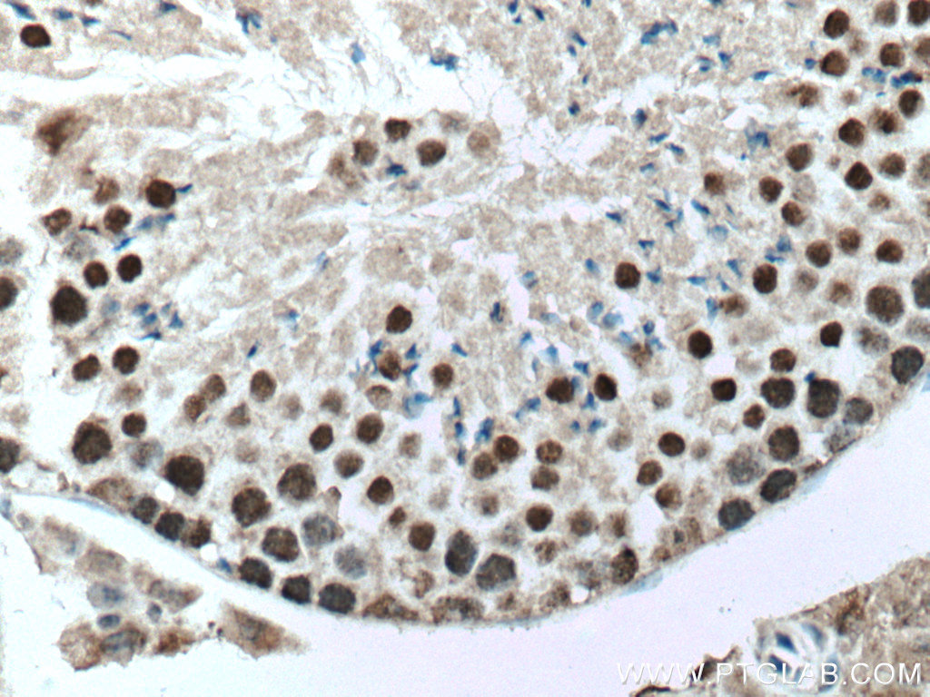 IHC staining of mouse testis using 66937-1-Ig (same clone as 66937-1-PBS)