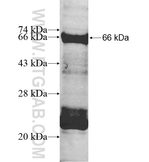 UBR7 fusion protein Ag10445 SDS-PAGE