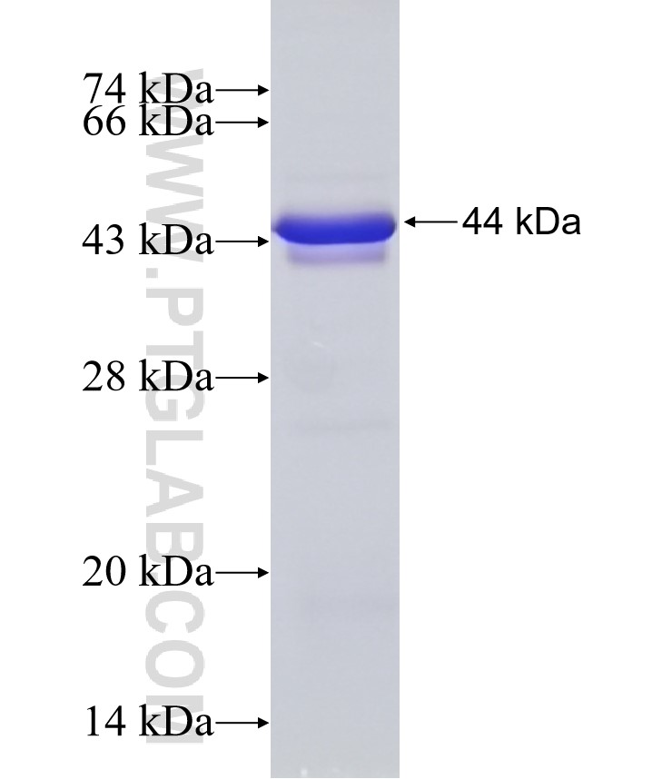 UBR7 fusion protein Ag10507 SDS-PAGE