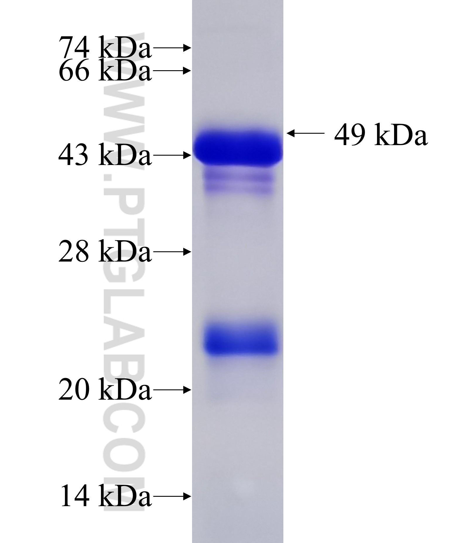 UBXN1 fusion protein Ag33606 SDS-PAGE