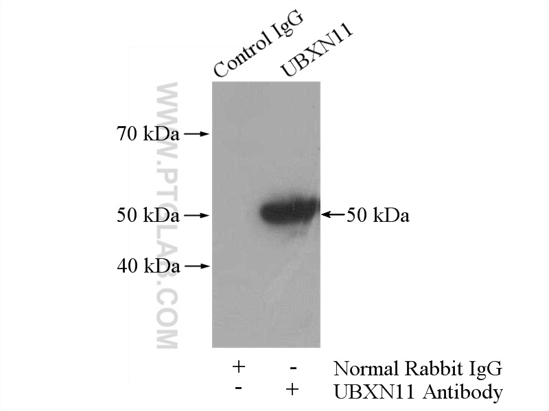 IP experiment of mouse testis using 13109-1-AP