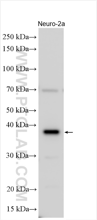 WB analysis using 25141-1-AP