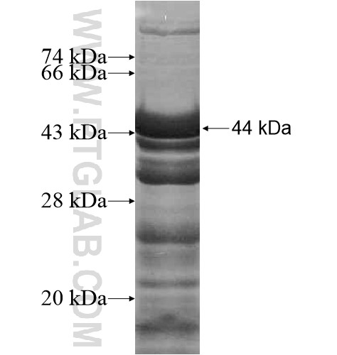 UBXN4 fusion protein Ag13440 SDS-PAGE