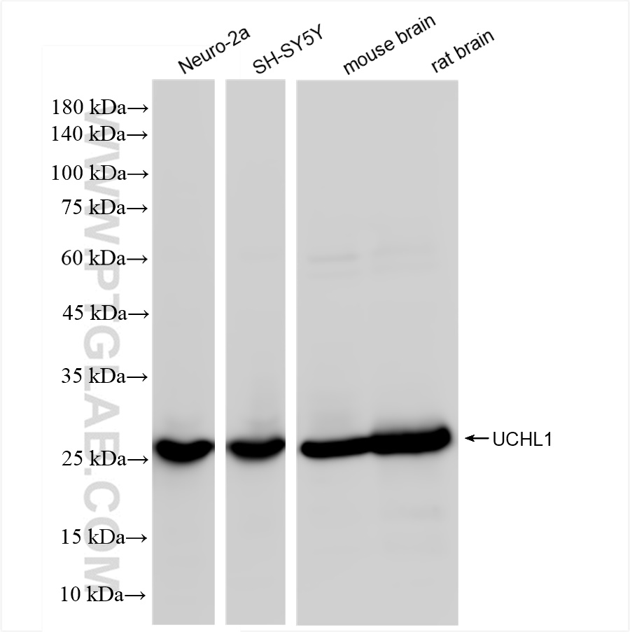 WB analysis using 84154-4-RR