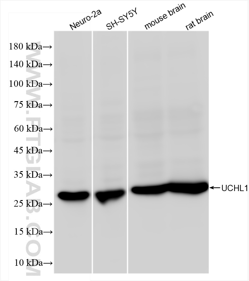 WB analysis using 84154-5-RR (same clone as 84154-5-PBS)