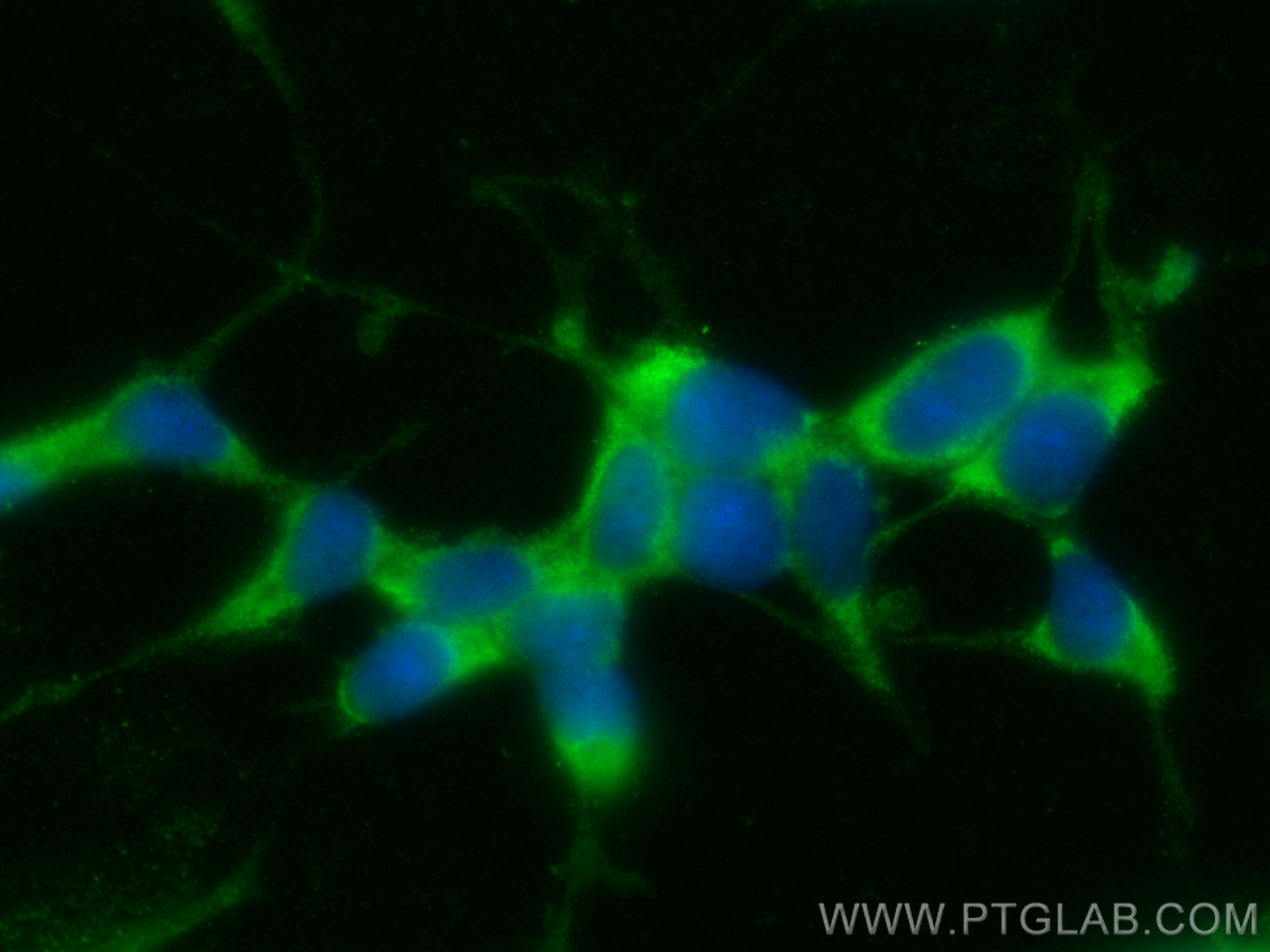 IF Staining of SH-SY5Y using CL488-66230