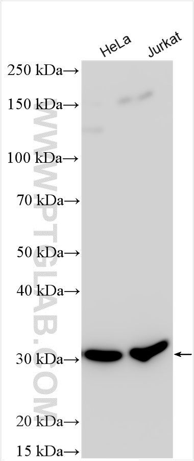 WB analysis using 12384-1-AP