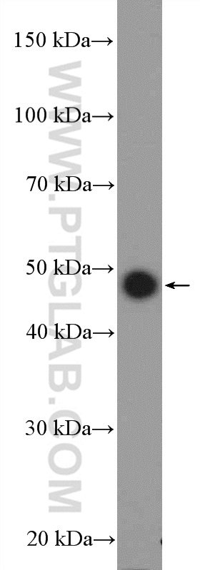 WB analysis of MCF-7 using 17830-1-AP