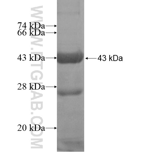 UCHL5IP fusion protein Ag12225 SDS-PAGE