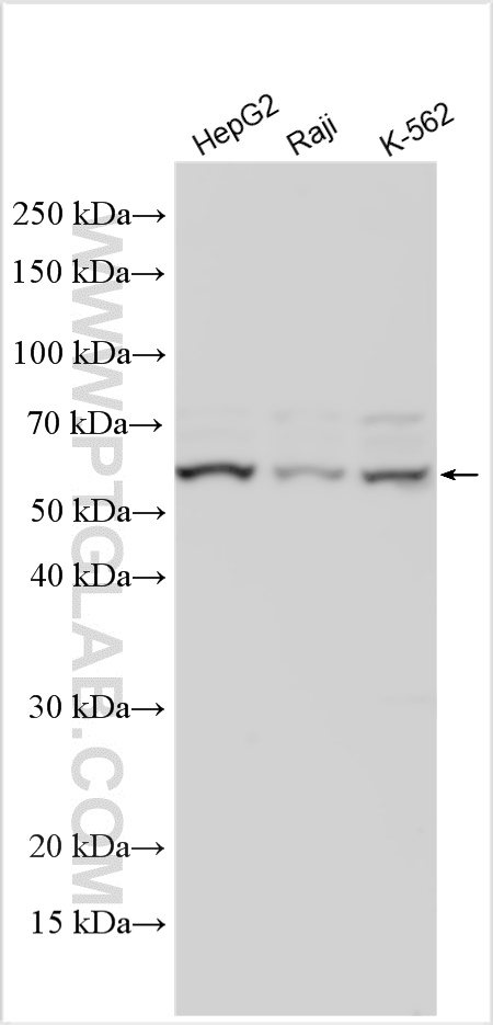 WB analysis using 28762-1-AP