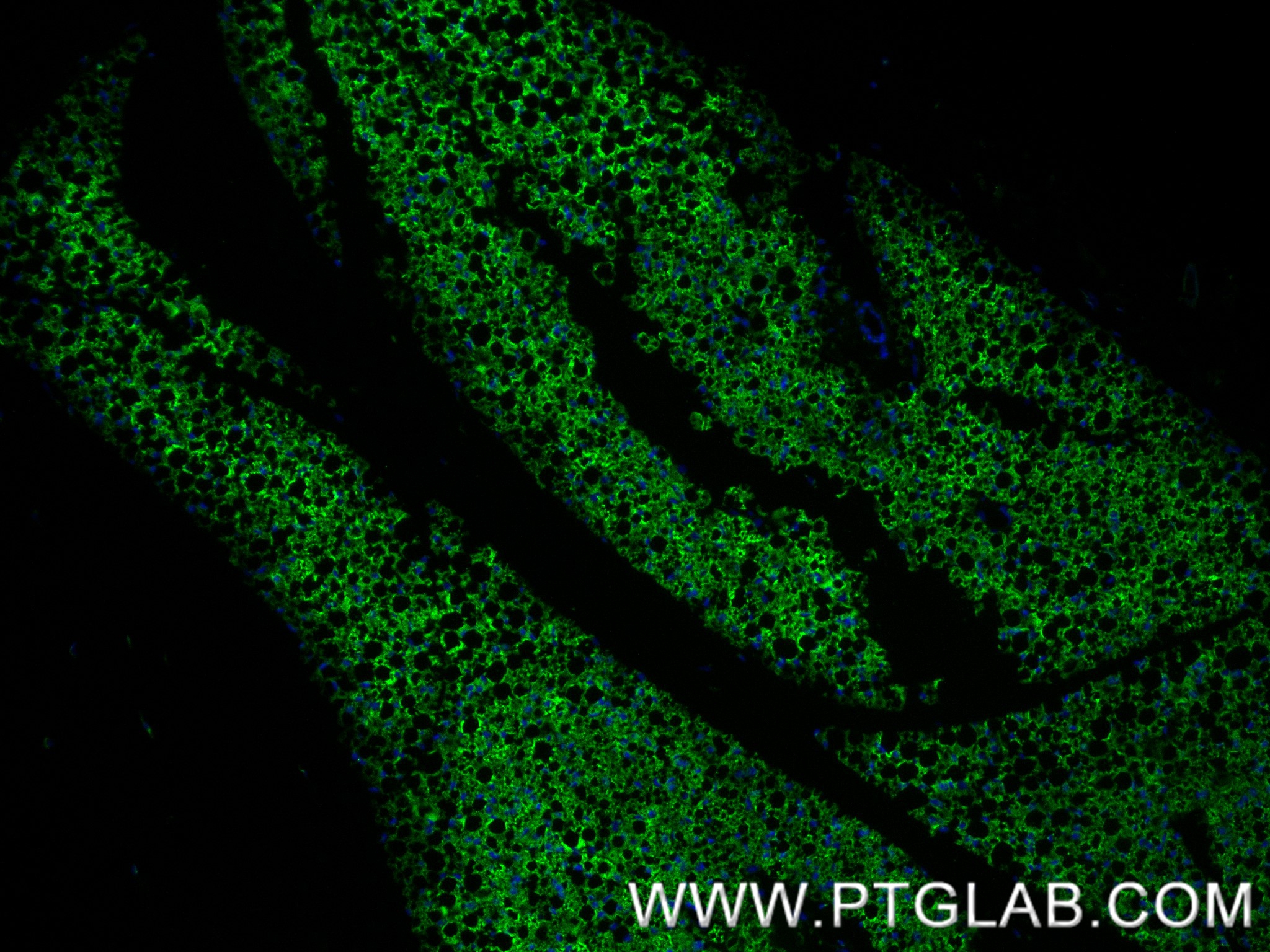 IF Staining of mouse brown adipose using 83870-1-RR